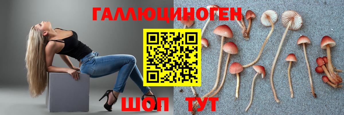 Псилоцибиновые грибы Psilocybe Морозовск